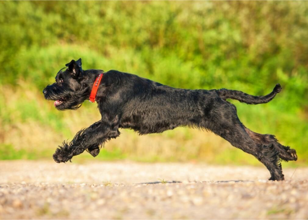 #20. Giant schnauzer